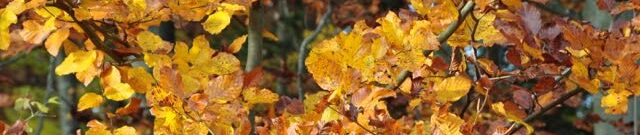 Elliker Obst & Beeren